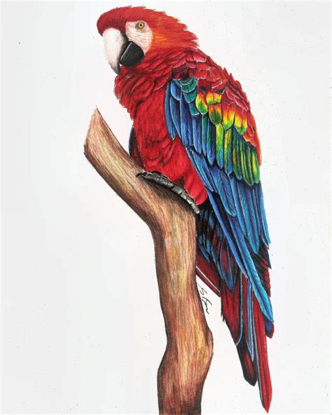 Green <strong>Parrot</strong> Vectors. . Parrot drawing realistic